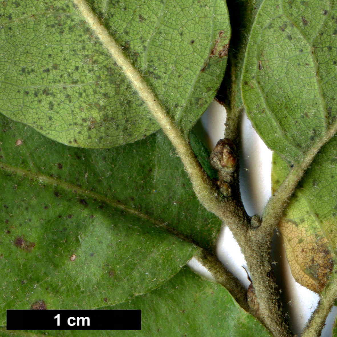 High resolution image: Family: Fagaceae - Genus: Quercus - Taxon: muehlenbergii × Q.turbinella